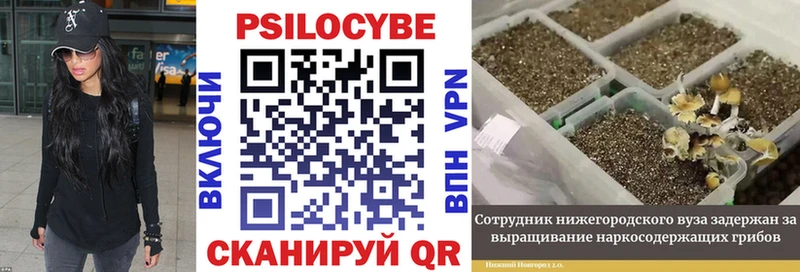 Псилоцибиновые грибы мухоморы  купить наркотик  Нея 
